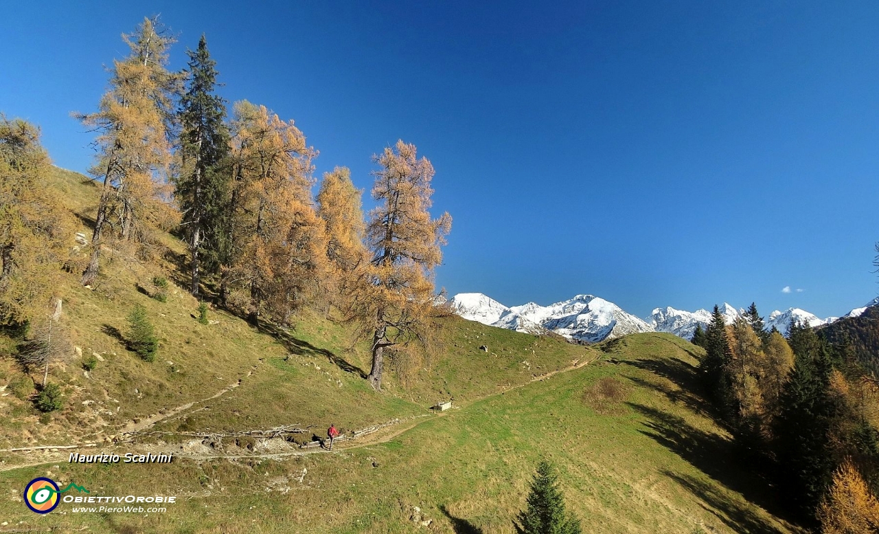 19 Ancora qualche passo, mi accolgono i secolari larici del Monte Colle....JPG